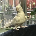 オカメインコのオス