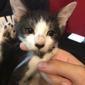 2ヶ月半の子猫ちゃん