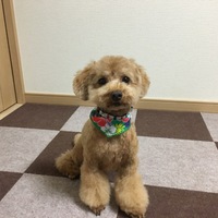 ポテト