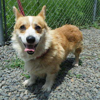 愛されたい笑顔が可愛いコーギー君（一時停止中）