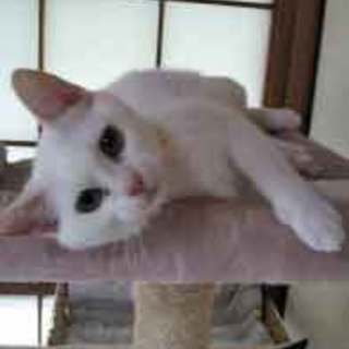 お利口で甘えん坊な、白猫のはんぺん太くん