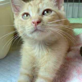 やんちゃで可愛い盛りのちょび太くん