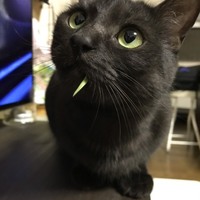 ポポ