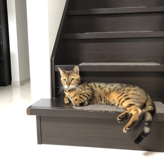 甘えん坊なベンガル猫