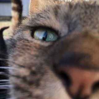 優しい美人キジトラ。思いやりと温かいさ～