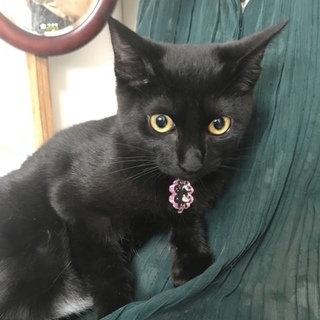 緊急里親募集中！