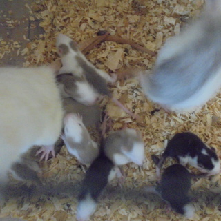 ファンシーラットになります