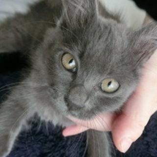 里親さま決定しました！ありがとうございました。