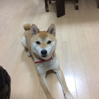 元気いっぱいの芝犬です