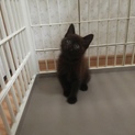 生後2ヵ月半くらいの子猫ちゃん