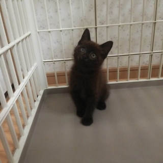 生後2ヵ月半くらいの子猫ちゃん