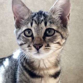 元気いっぱいおてんばさん　キジトラのみるちゃん