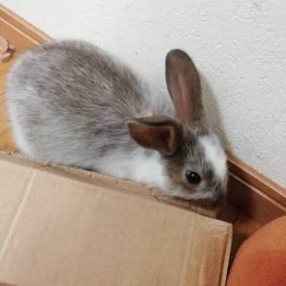 ウサギさんの里親