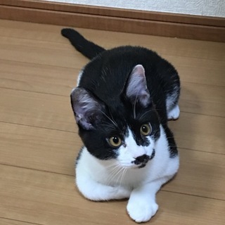 6ヶ月の男の子です(トライアル決定)