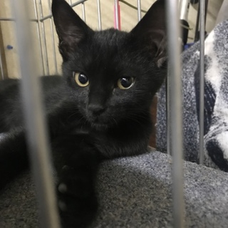 兄妹子猫クロ、サビ柄里親募集