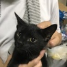 兄妹子猫クロ、サビ柄里親募集 サムネイル2