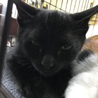 兄妹子猫クロ、サビ柄里親募集 サムネイル3