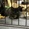 兄妹子猫クロ、サビ柄里親募集 サムネイル4