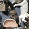 兄妹子猫クロ、サビ柄里親募集 サムネイル7