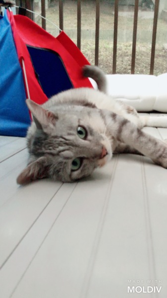 アメショ サバトラ風成猫 神奈川県 猫の里親募集 273873 ペットのおうち 月間利用者150万人