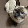 可愛い子猫が産まれました！ サムネイル7