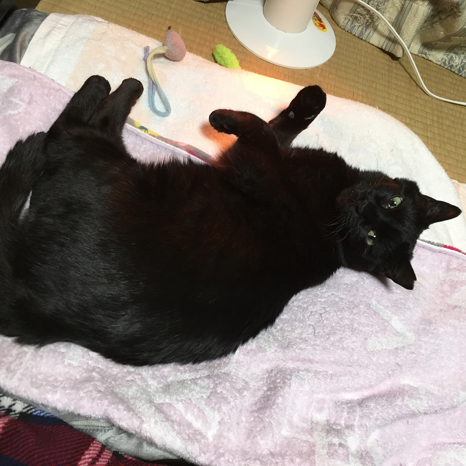 あんこのカバー写真