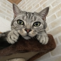 テト