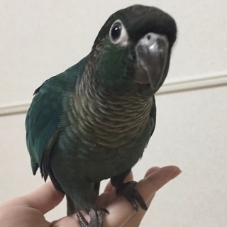 優しい里親様募集 (備考に追記）