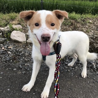 この子を助けてください。