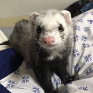 遊び盛りフェレット2匹です。