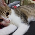 3ヶ月の子猫の里親様募集
