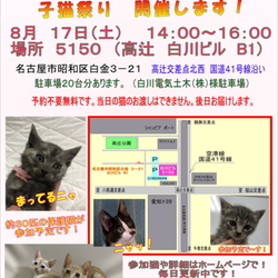サクラねこ名古屋　☆子猫祭り開催！☆彡 サムネイル1