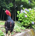 赤笹小軍鶏 オス1羽 小軍鶏メス2羽