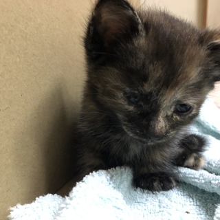 人懐っこくて甘えん坊