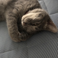 こはく