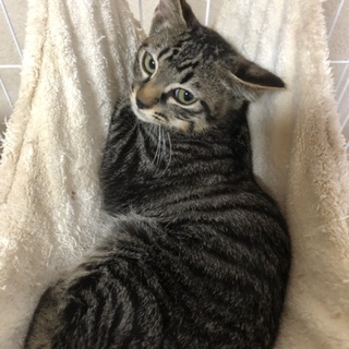 キジトラ男子美猫さん♪