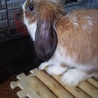 【保護うさぎ】ミニロップ♂ 2019/3月生ルイ君 サムネイル2