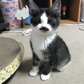 2ヶ月ぐらいの♂子猫