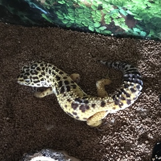 ヒョウモントカゲモドキ２匹