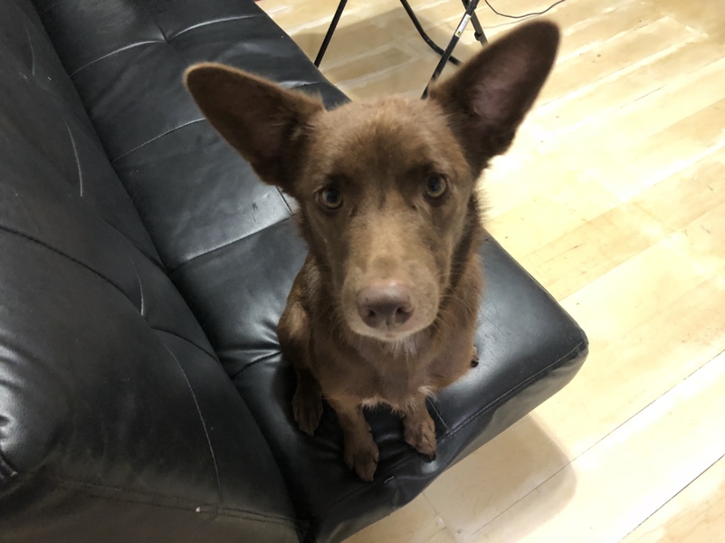 モネちゃん」茨城県 - 犬の里親募集(273926) :: ペットのおうち【里親