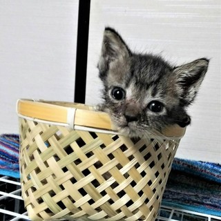 人見知りも猫見知りもしない陽人（はると）くん