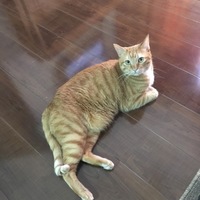 きんぴら