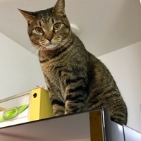 ごぼう