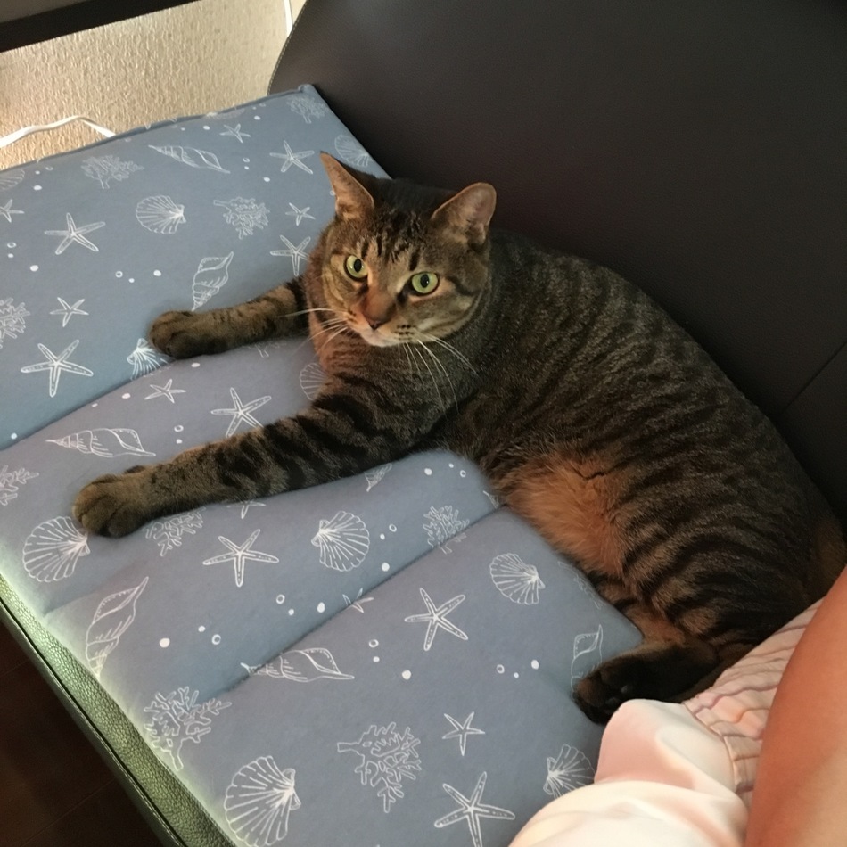 ごぼうのカバー写真