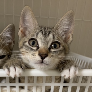 ナデナデ大好き☆小袖（こそで）ちゃん３カ月