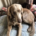 ワイマラナー♀2歳