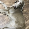ワイマラナー♀2歳 サムネイル2