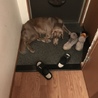 ワイマラナー♀2歳 サムネイル3