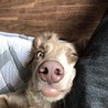 ワイマラナー♀2歳 サムネイル4