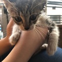 急募！仔猫ちゃん1ヶ月半か2ヶ月